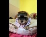 Mini Jorkširski terijeri jorki, ženka Ketty